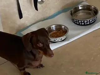 Miniature Dachshund dogs Miniature Dauchund - Advert 2