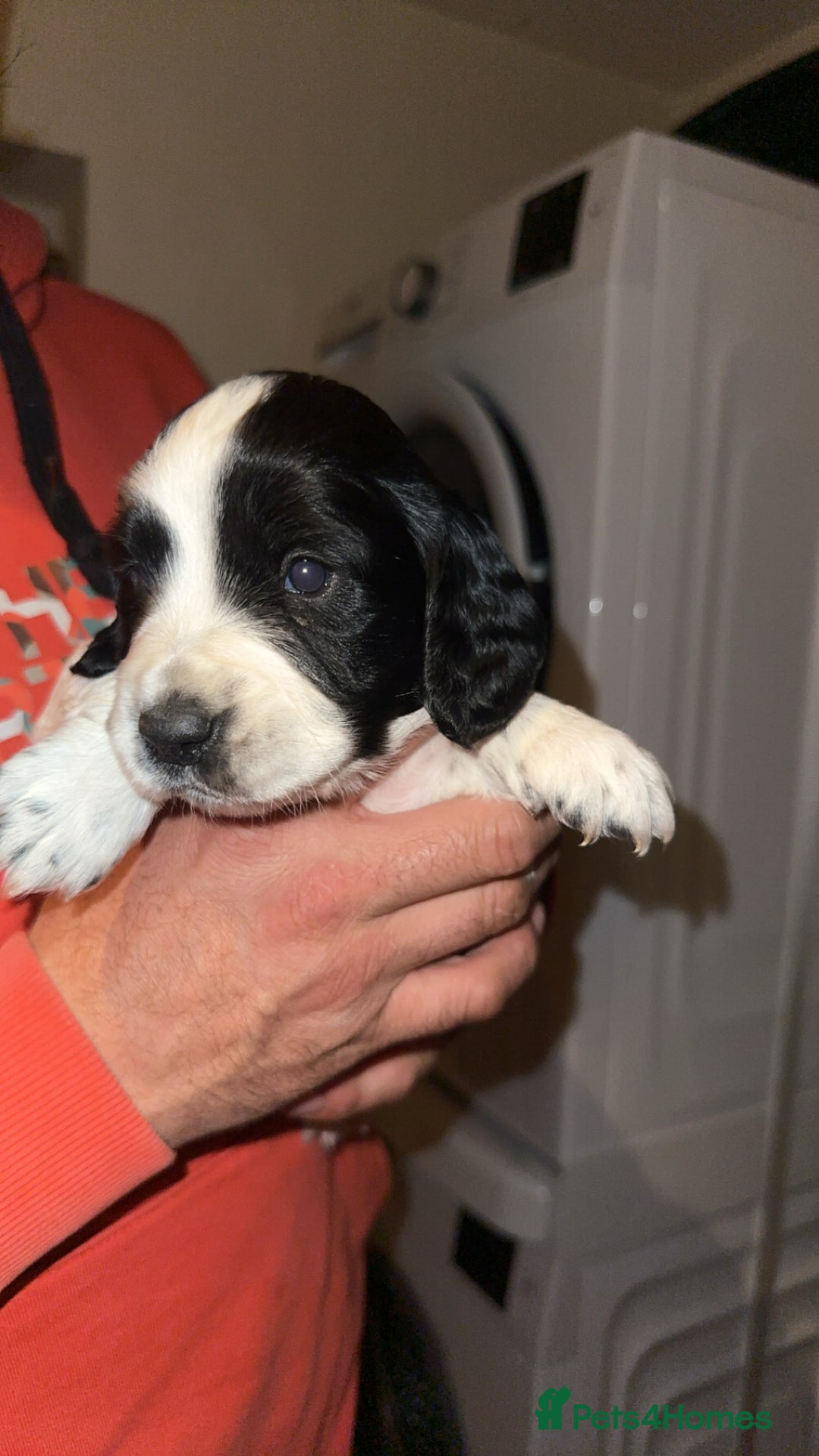 Cocker Spaniel dogs for sale: Working cocker spaniel puppies for sale - Advert 6