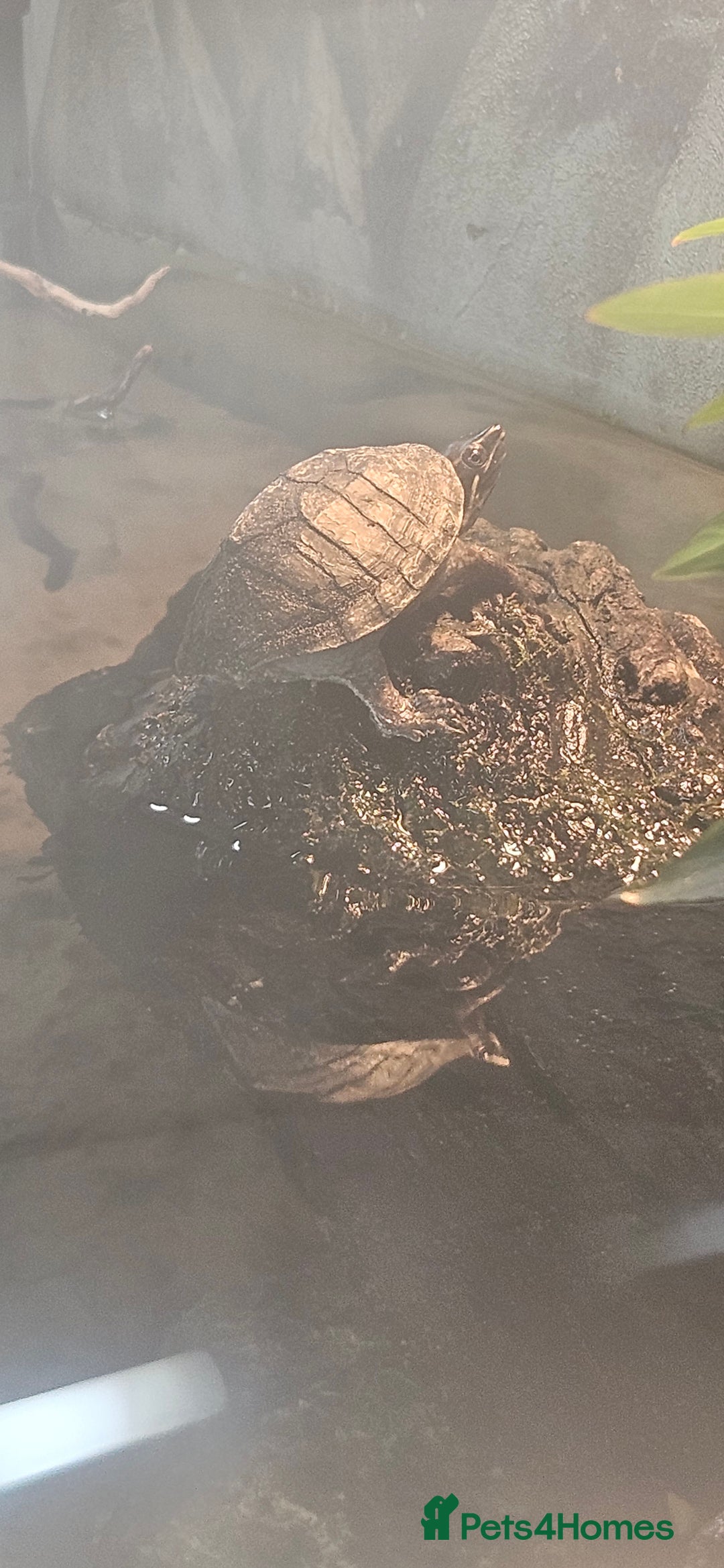 Turtle reptiles for sale: 2 musk turtles  - Image 4