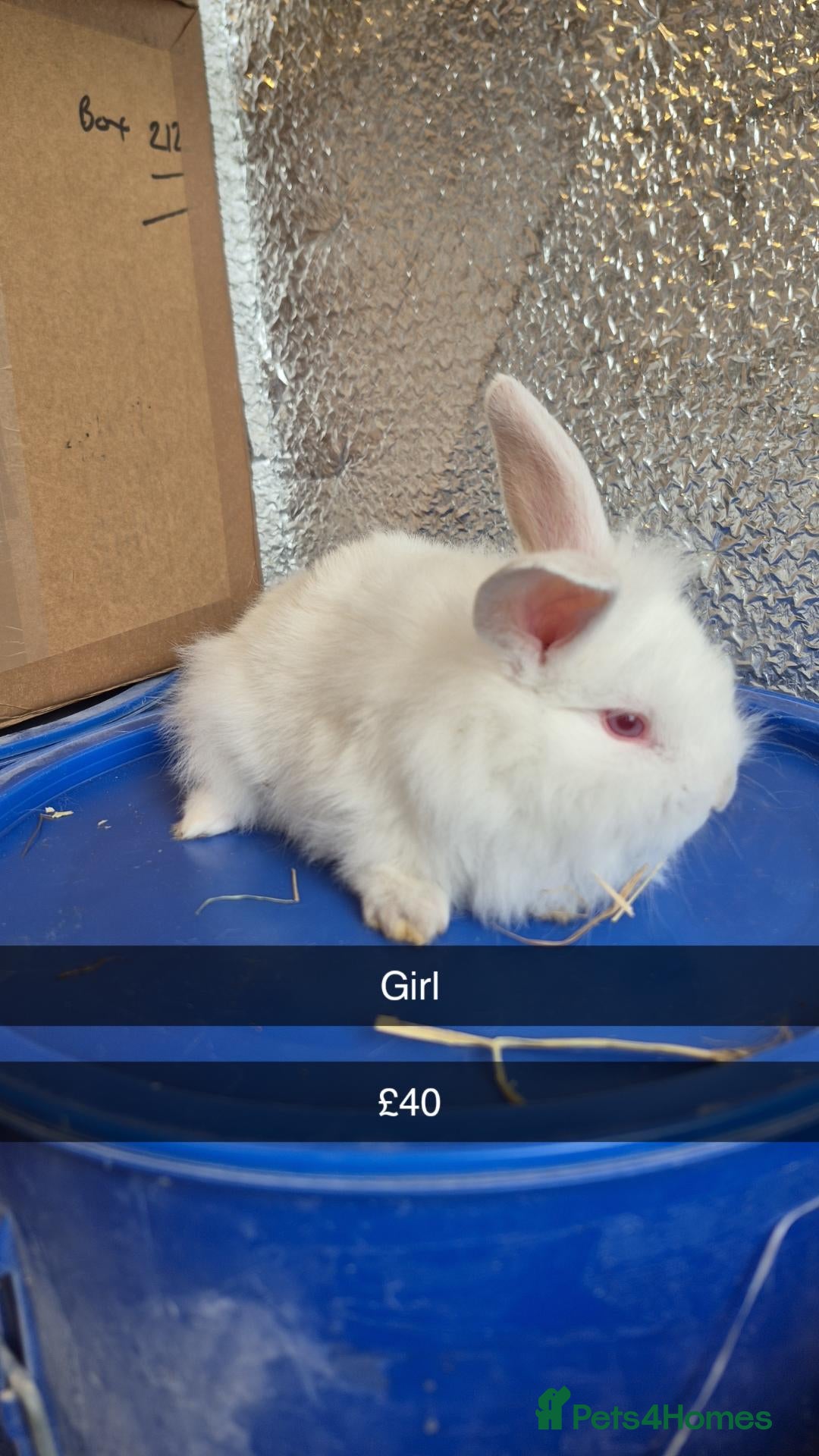 Mixed Breed rabbits Baby Lionhead Rabbits 8 week old, handled daily  - Advert 1