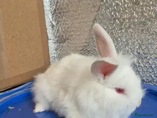 Mixed Breed rabbits Baby Lionhead Rabbits 8 week old, handled daily - Advert 1