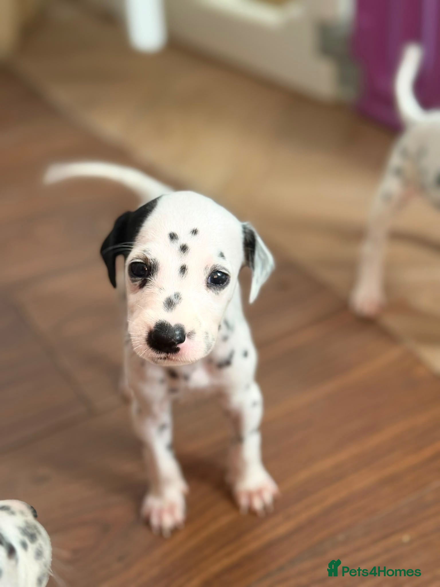Dalmatian dogs Beautiful Dalmatian puppies - Advert 4