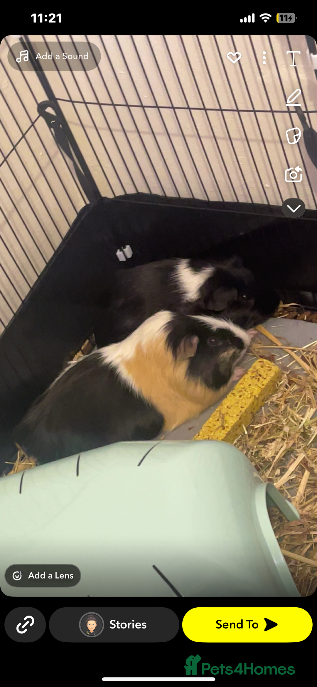 Guinea Pig rodents for sale: 2 male adult guinea pigs  - Image 2