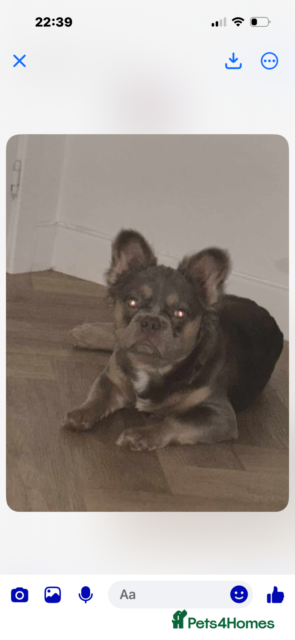 French Bulldog dogs EL Jefe  - Advert 10