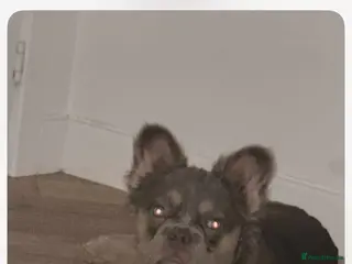 French Bulldog dogs EL Jefe - Advert 10