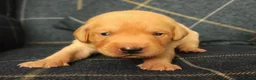 Labrador Retriever dogs for sale: KC registered Fox red labradors in Peterborough - Advert 8