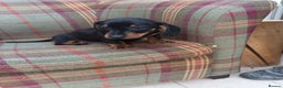 Miniature Dachshund dogs for sale: Black and Tan Miniature Dachshund Puppies 3 Boys - Advert 19