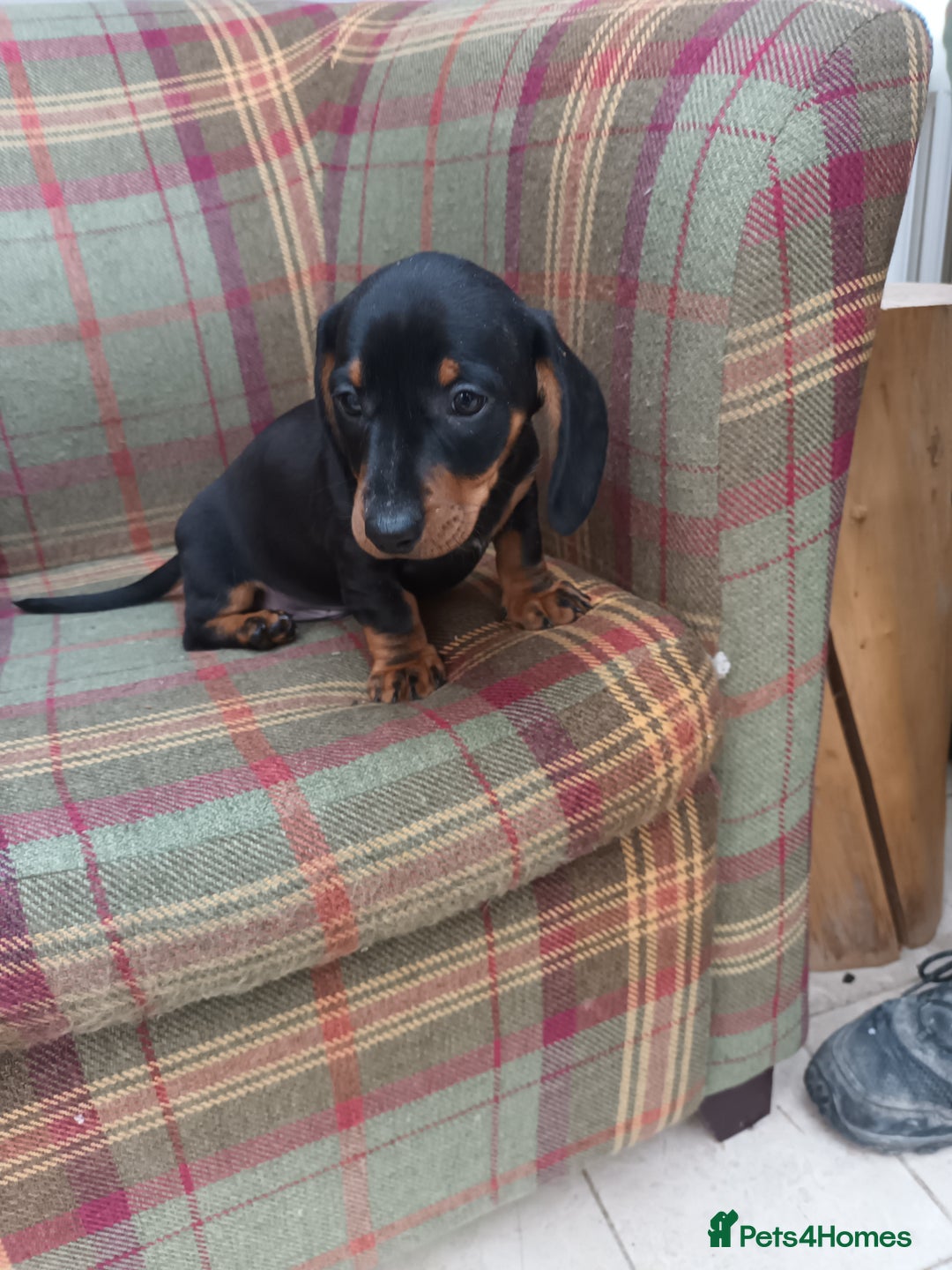 Miniature Dachshund dogs for sale: Black and Tan Miniature Dachshund Puppies 3 Boys - Advert 19