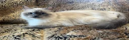 Ragdoll cats for sale: Beautiful ragdoll babies! 😻😻😻 - Advert 18