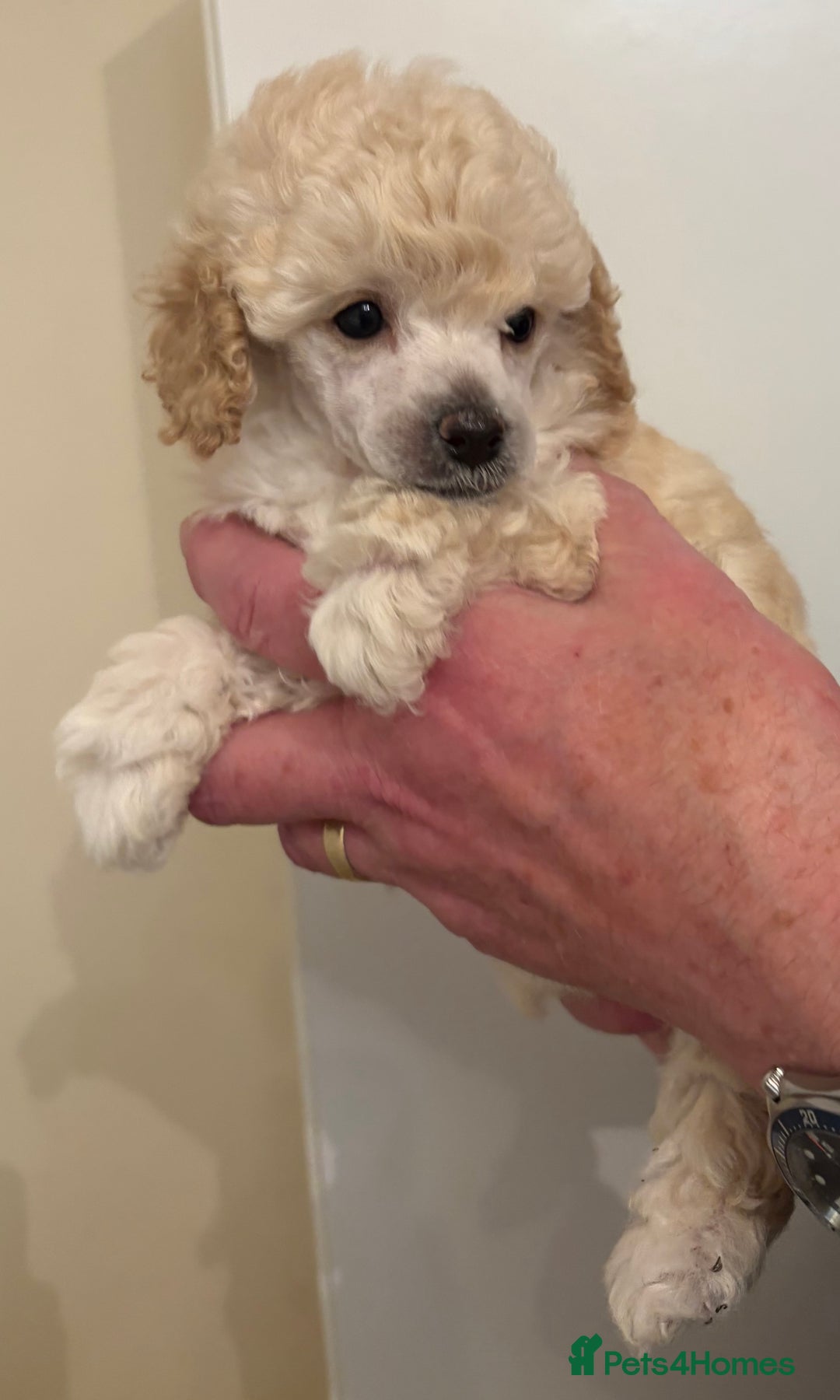 Toy Poodle dogs for sale: KC Registered Toy Poodle Puppies - Advert 9