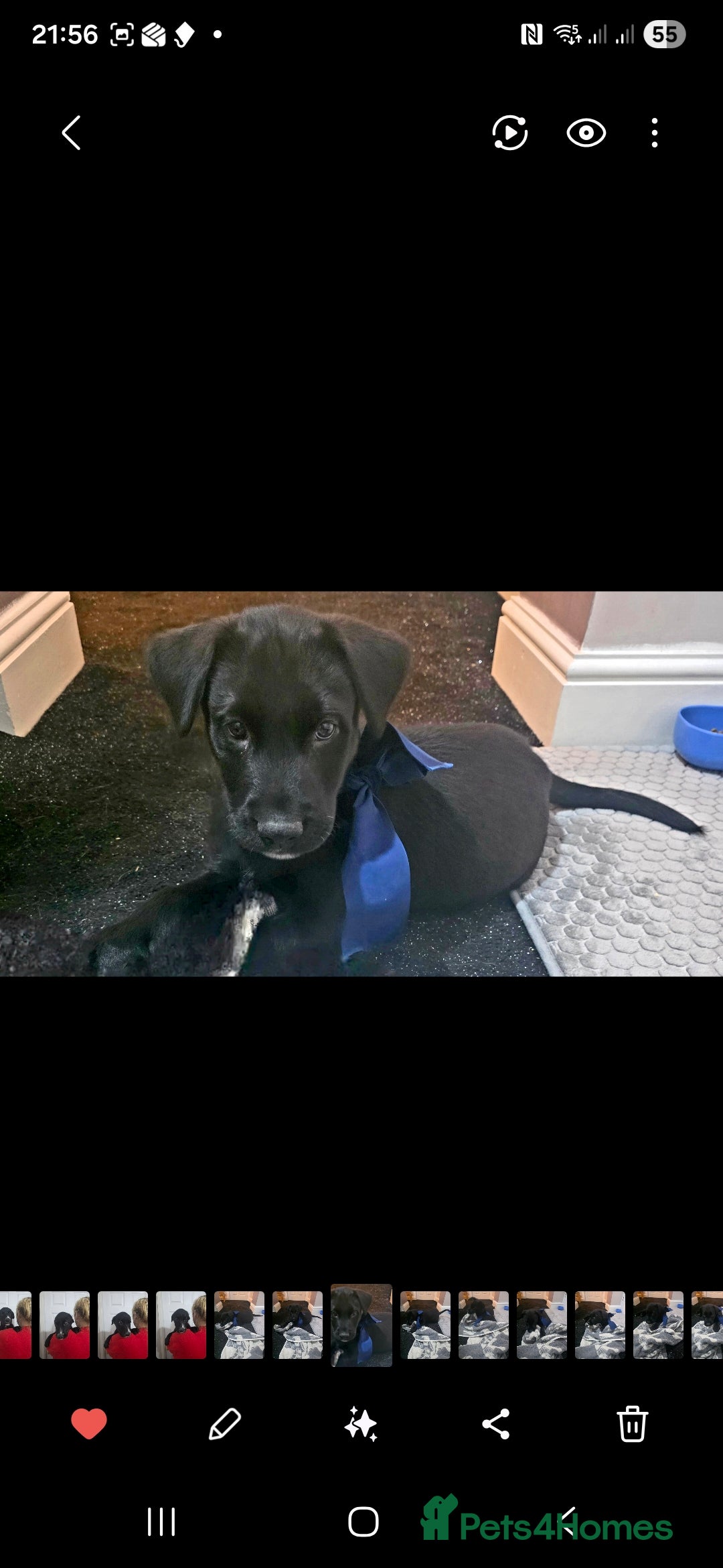 Mixed Breed dogs STUNNING RED FOX LABRADOR X SPECIAL SIBERIAN HUSKY - Advert 18