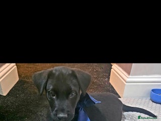 Mixed Breed dogs STUNNING RED FOX LABRADOR X SPECIAL SIBERIAN HUSKY - Advert 18