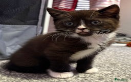 British Shorthair cats for sale: Luna’s Litter 🩶 - Image 4