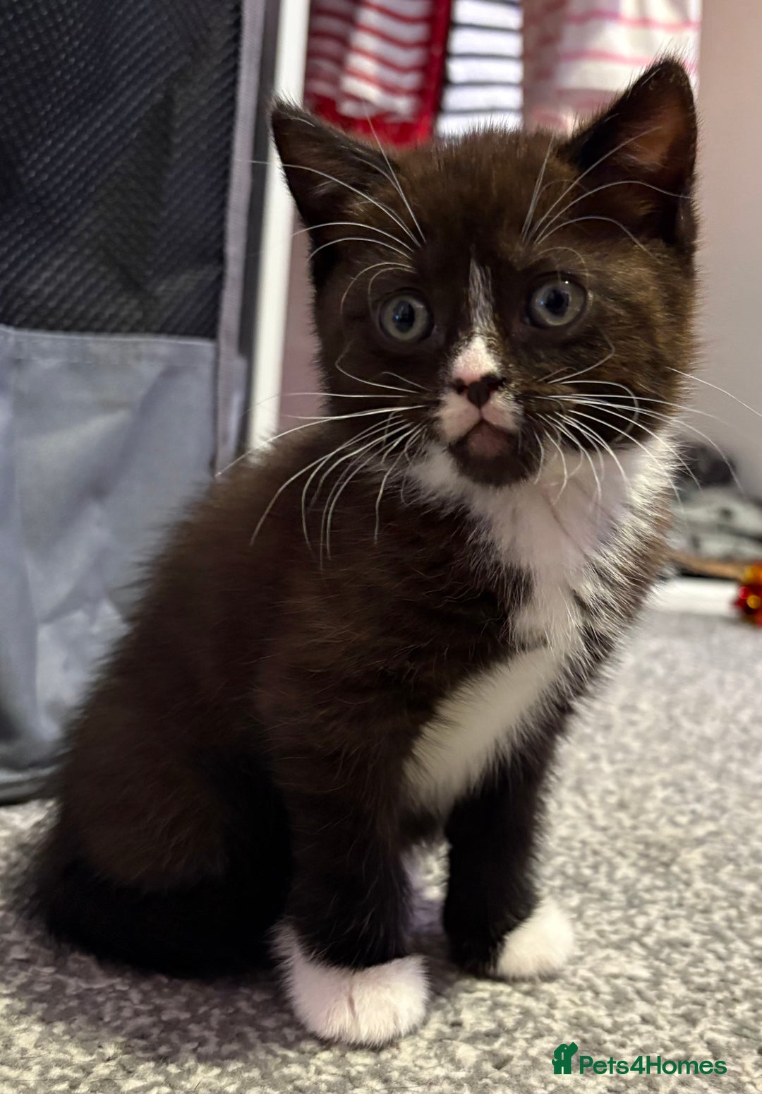 British Shorthair cats for sale: Luna’s Litter 🩶 - Image 4