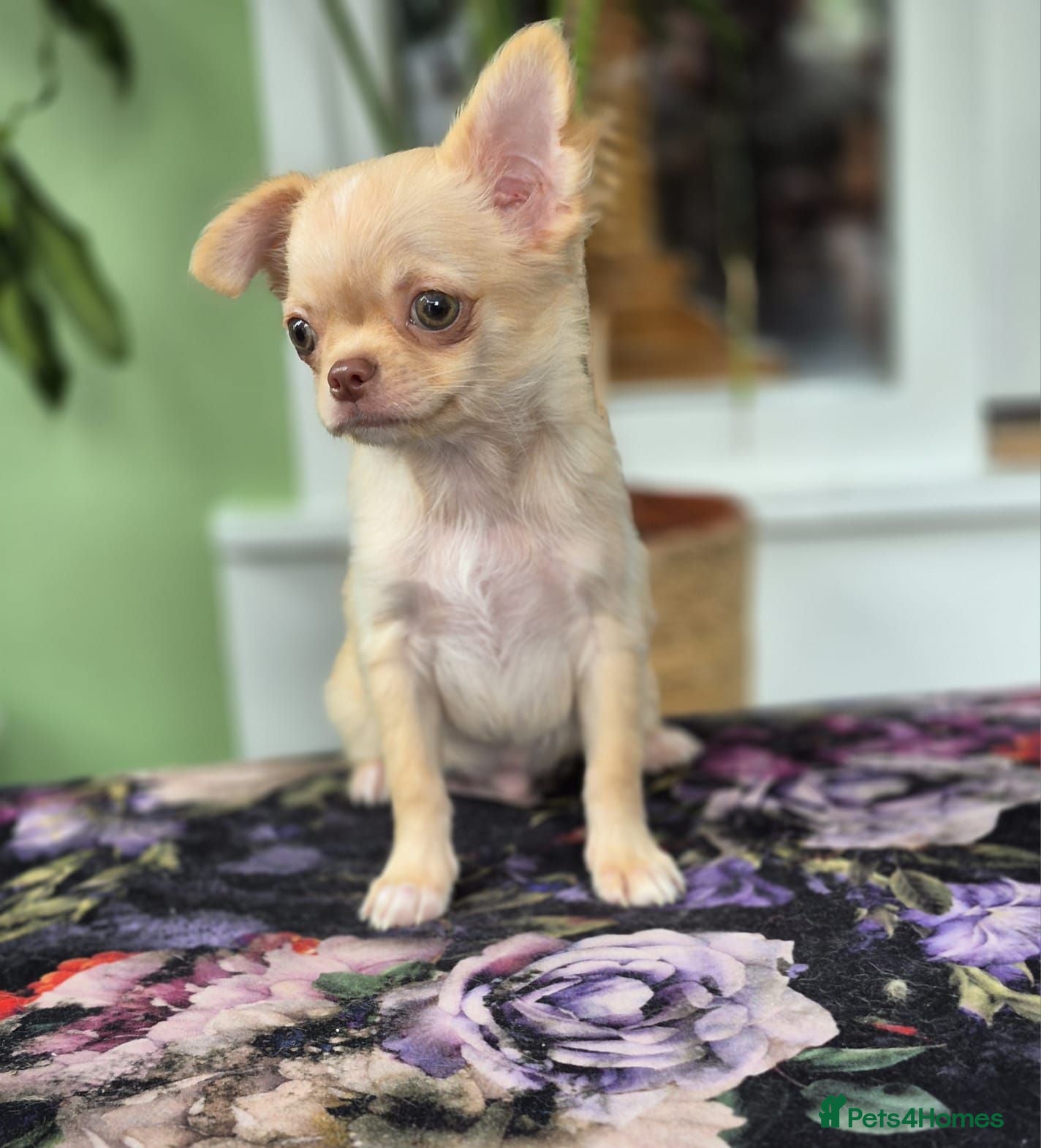 Chihuahua dogs Amazing Small Longcoat Apple head Chihuahua Puppy  - Advert 1