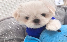 Maltese dogs for sale: 🌟Just One Left 🌟Bambelina Maltese🌟 - Image 26