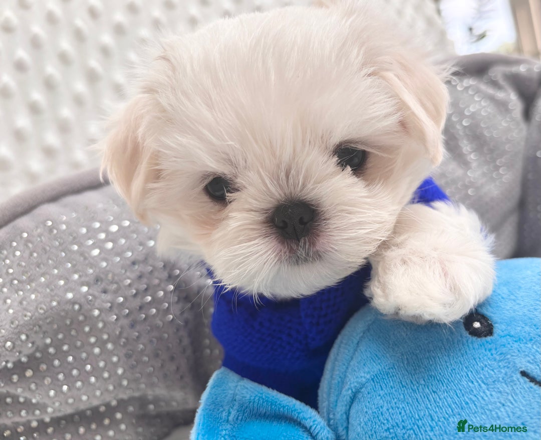 Maltese dogs for sale: 🌟Just One Left 🌟Bambelina Maltese🌟 - Image 26