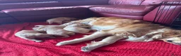 Golden Retriever dogs for sale: LARGE SIZE PURE GOLDEN RETRIEVER PUPPIES!!! - Advert 11