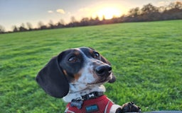 Miniature Dachshund dogs for sale: Miniature Dachsund  - Advert 9