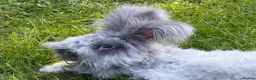 Angora rabbits for sale: Beautiful Angora Babies ready this week - Advert 11
