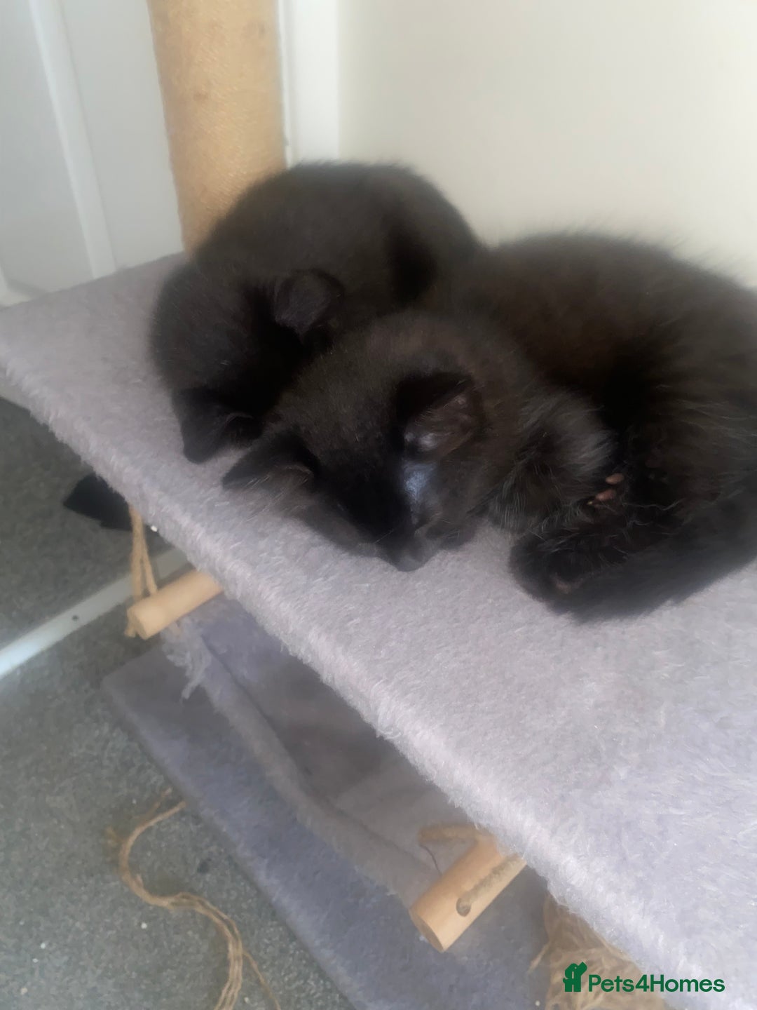 Mixed Breed cats for sale: Forever home 🙏🏻 - Image 3