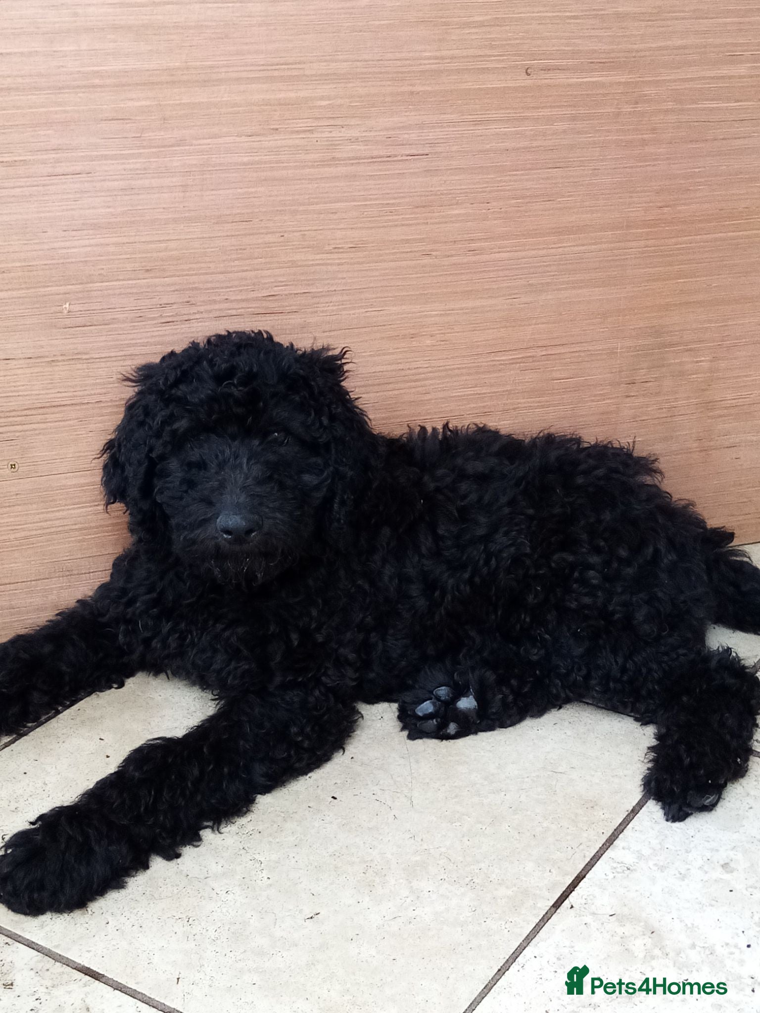 Goldendoodle dogs GORGEOUS GOLDENDOODLE  PUPPIES READY FOR NEW HOMES - Advert 2