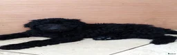 Goldendoodle dogs for sale: Goldendoodle puppies - Advert 11