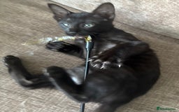 Serengeti cats for sale: Handsome tica reg black smoke male  - Image 6