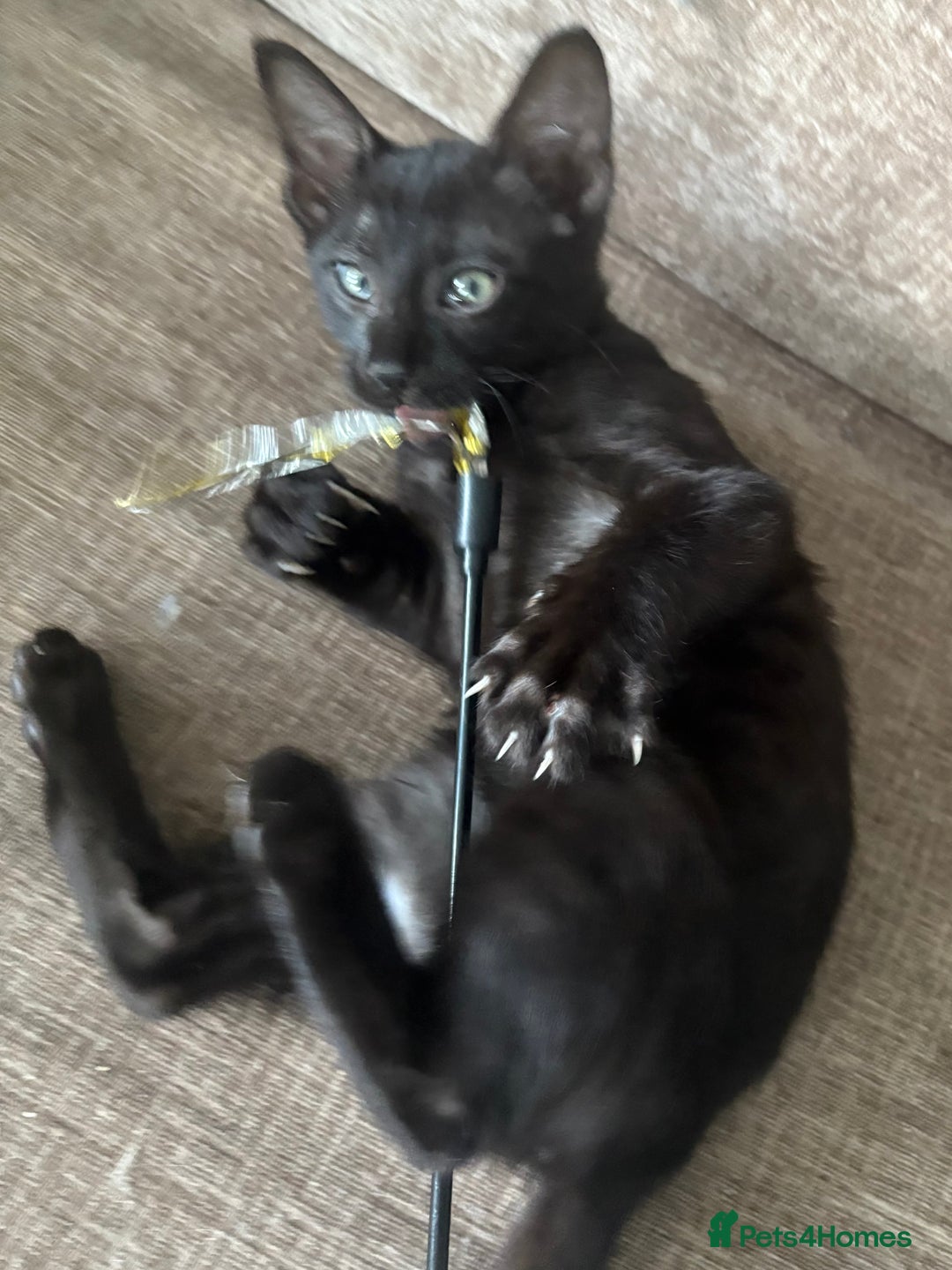 Serengeti cats for sale: Handsome tica reg black smoke male  - Image 6