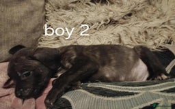 Mixed Breed dogs for sale: Puppys  - Image 6