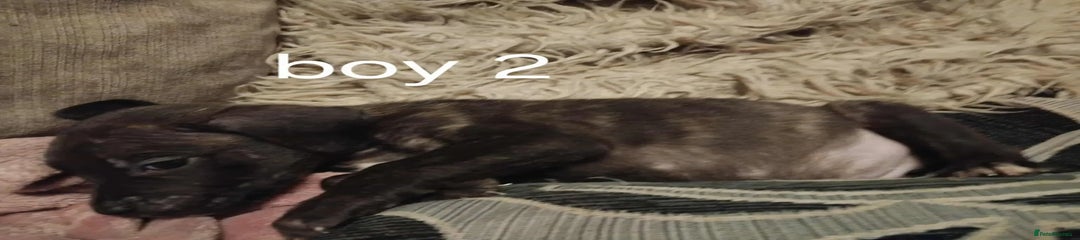 Mixed Breed Puppy 3