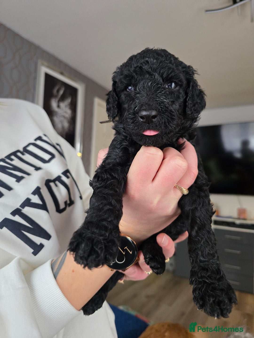 Standard Poodle dogs for sale: KC registered Standard Poodles! - Advert 8