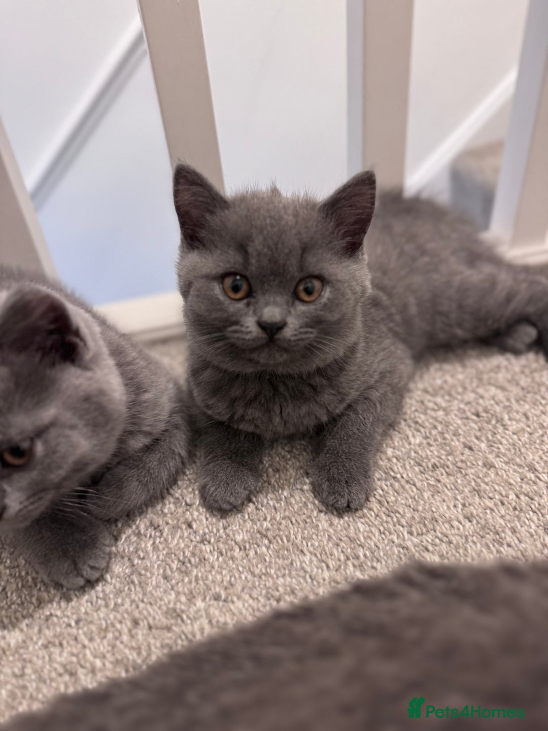 British Shorthair cats for sale: British shorthair kittens 🐈‍⬛ - Advert 40
