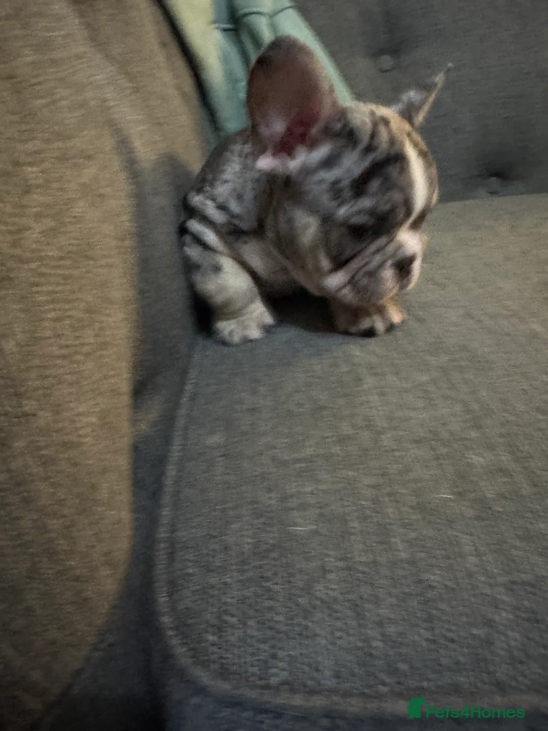 French Bulldog dogs for sale: DWKC Registered Puppies – Health Tested  - Advert 30