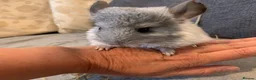 Chinchilla rodents for sale: Chinchilla kits in Brampton - Advert 2