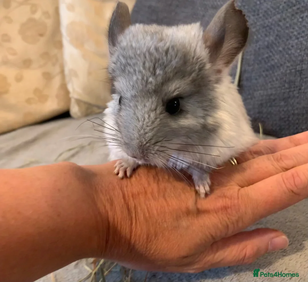 Chinchilla rodents for sale: Chinchilla kits in Brampton - Advert 2