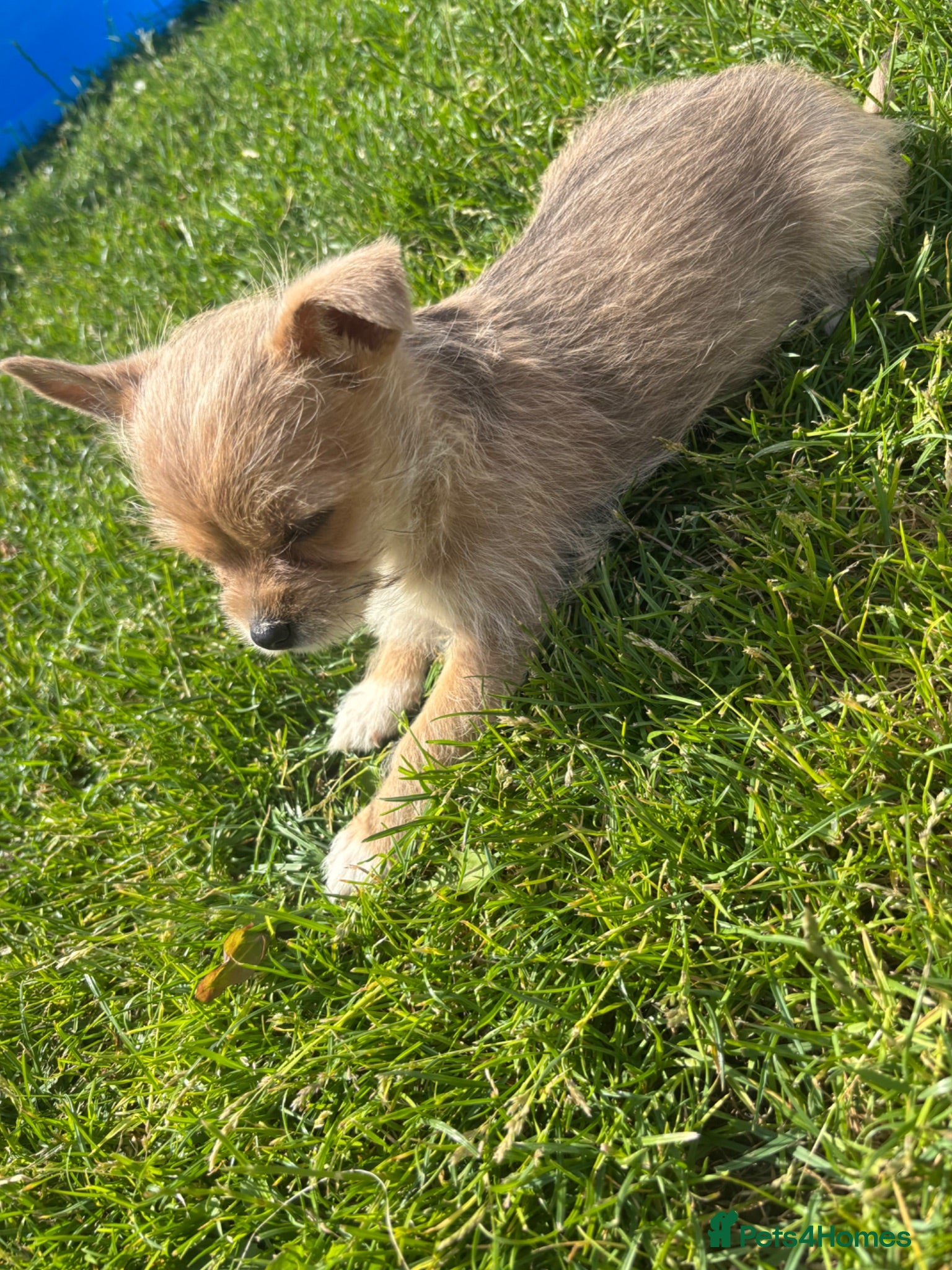 Chihuahua dogs Chihuahua puppies  - Advert 6