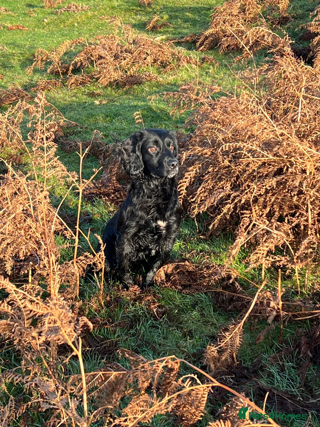 Cocker Spaniel dogs for stud: Fully health tested for stud in Preston - Advert 9