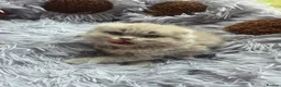 Scottish Fold cats for sale: Kittens Scottish lilac and blue fold fluffy boys in Nottingham - Advert 26