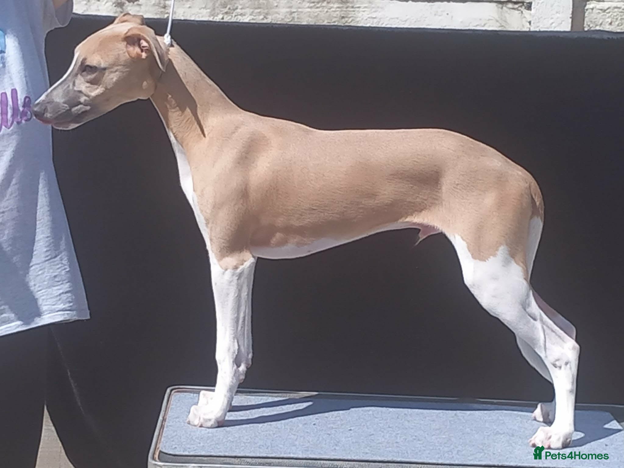 Whippet dogs 5 months old whippet male  - Advert 10