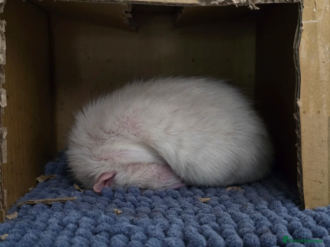 Rat rodents for sale: Male Rat Casper  - Advert 3