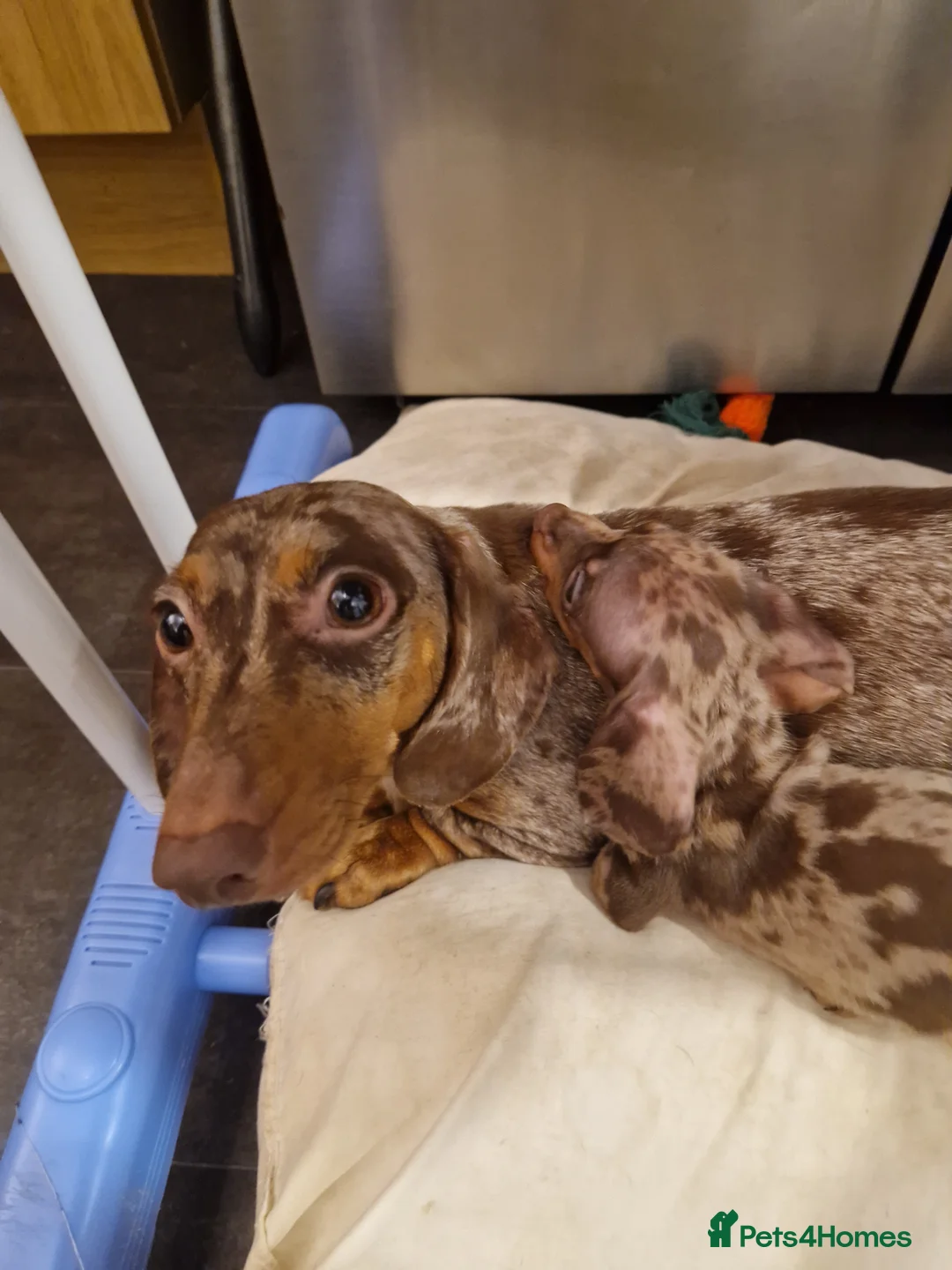 Miniature Dachshund dogs for sale: Beautiful Miniature Smooth Haired Dachshund  - Advert 4