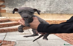 Whippet dogs for sale: Kc registered.Whippets. - Image 33
