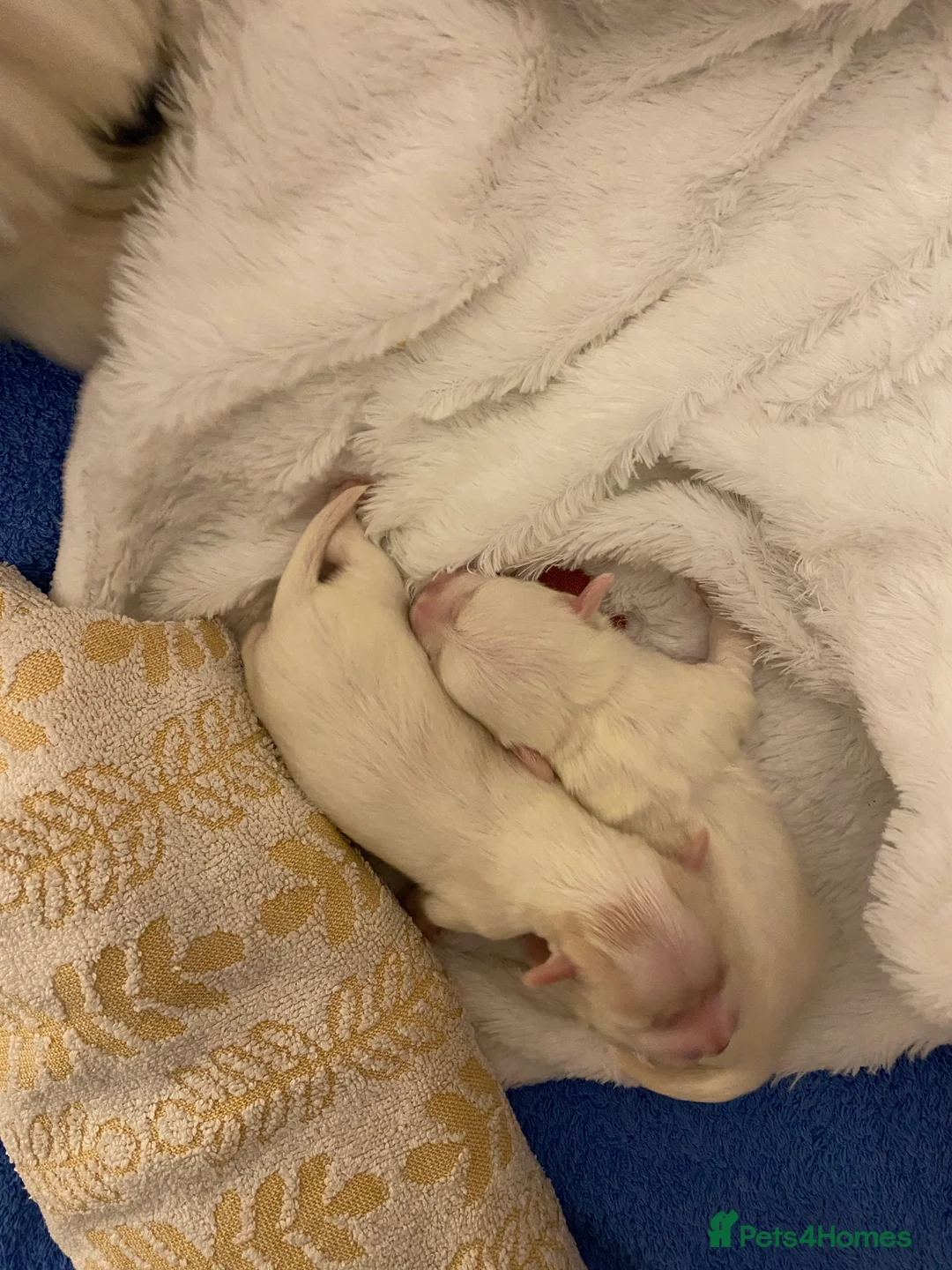 Coton De Tulear dogs for sale: Pure Coton de Tulear puppies  - Advert 5