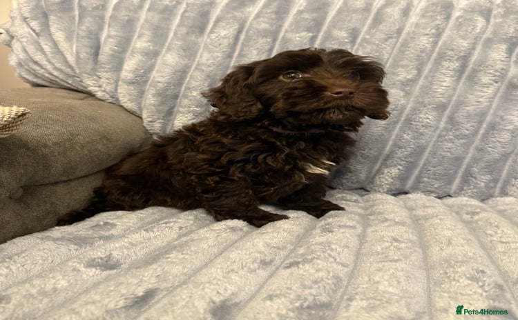 Cockapoo dogs - Advert 14