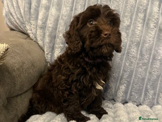 Cockapoo dogs - Advert 2