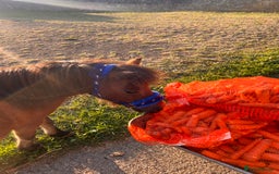 Miniature horses for sale: Little magic British miniature horse 68cm  - Image 5