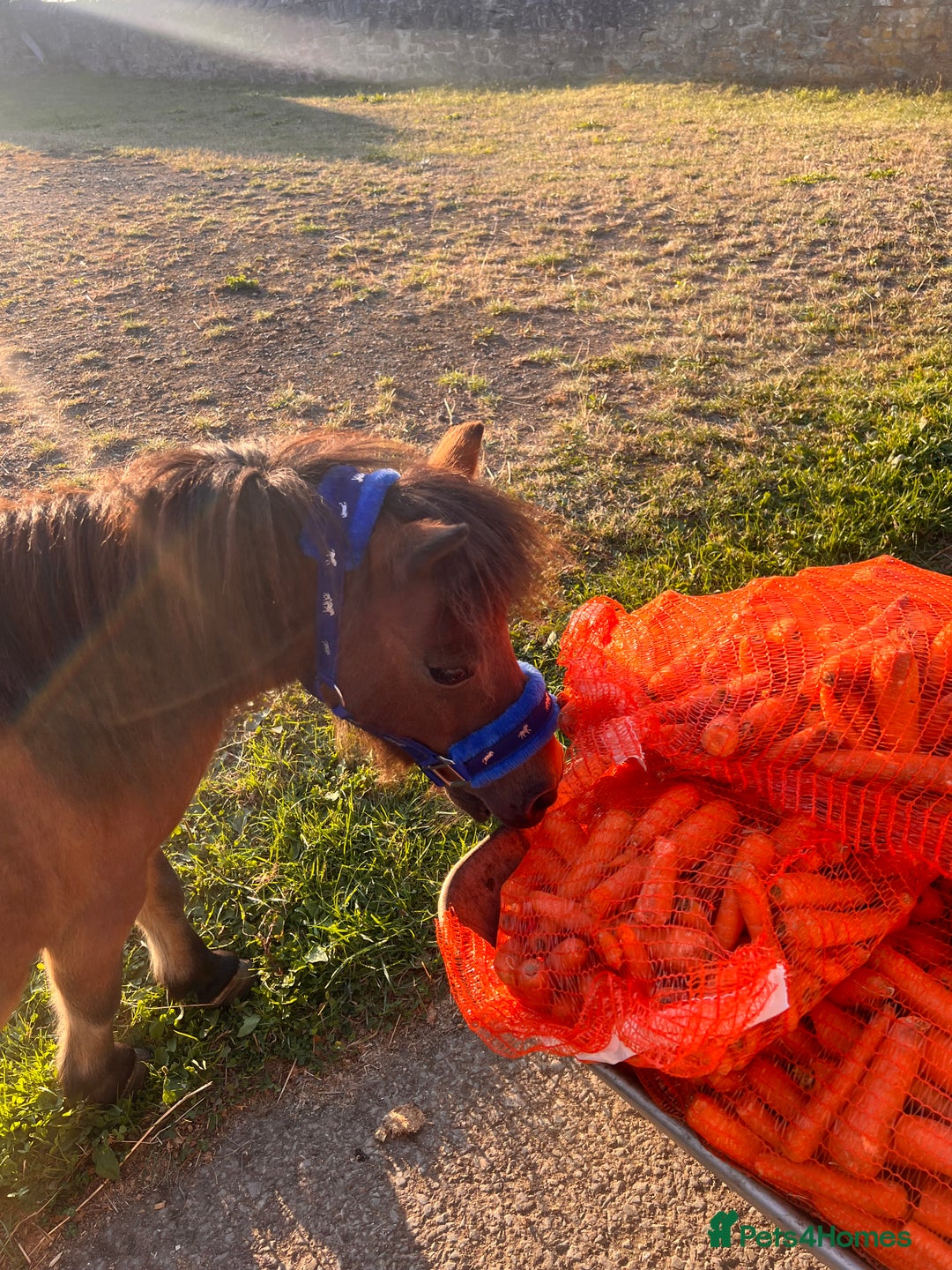 Miniature horses for sale: Little magic British miniature horse 68cm  - Image 5