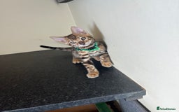Bengal cats for sale: Available Pure Bengal kittens now! ♥️ - Image 10