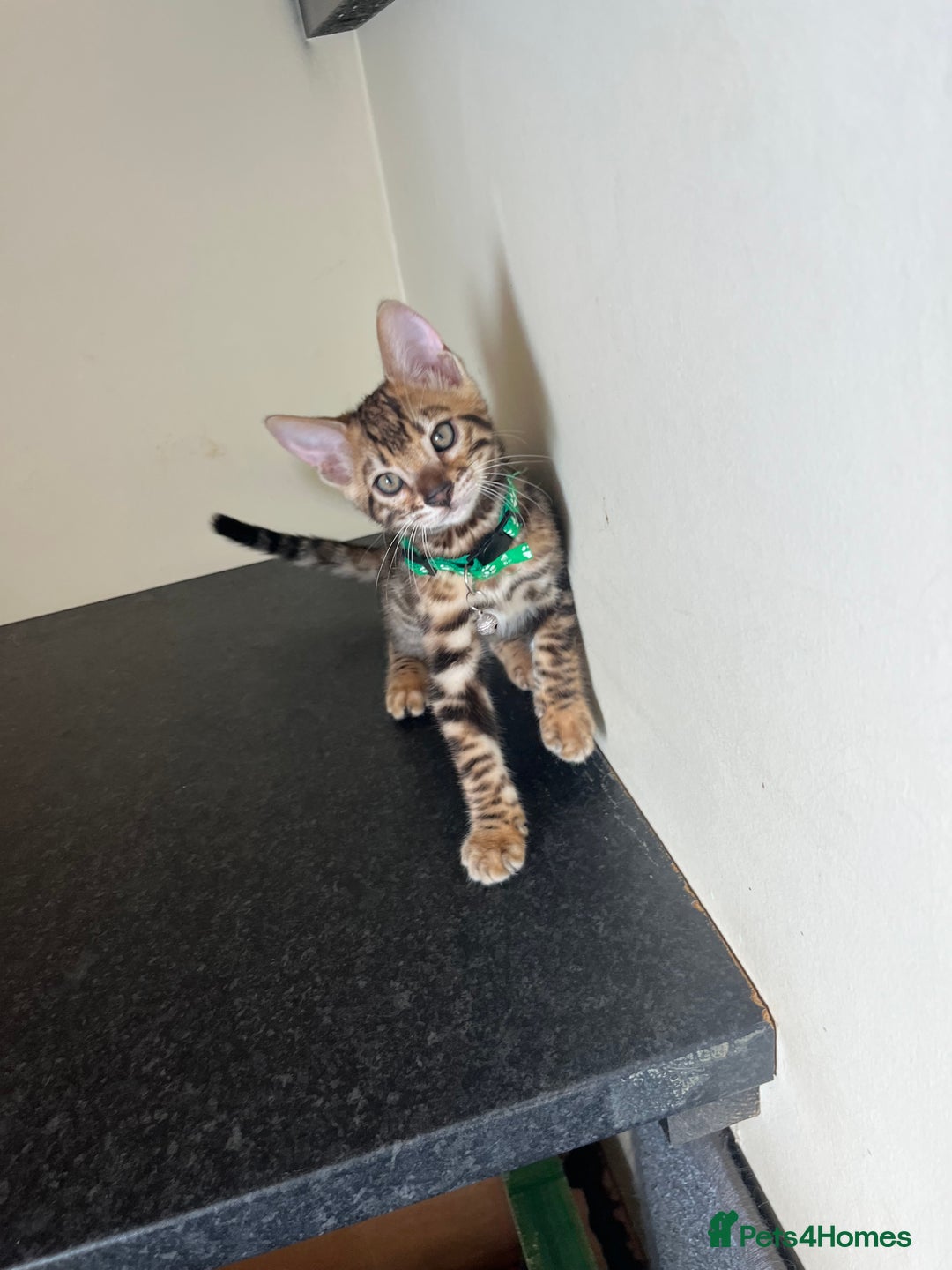 Bengal cats for sale: Available Pure Bengal kittens now! ♥️ - Image 10